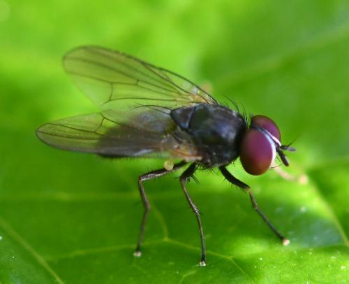 Fannia sp.